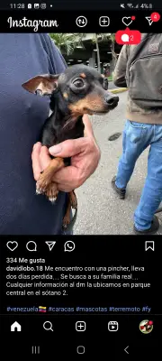 Perro perdido