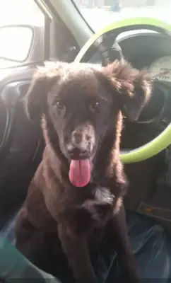 Perro perdido