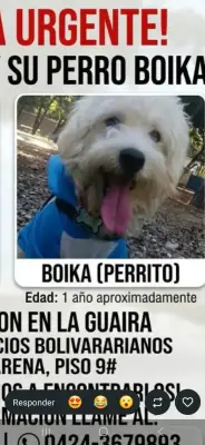 Boika (macho)