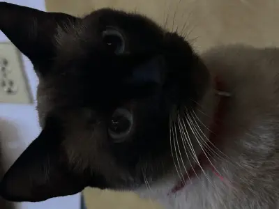 Cookie