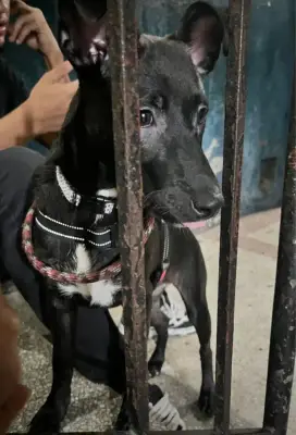 Nala