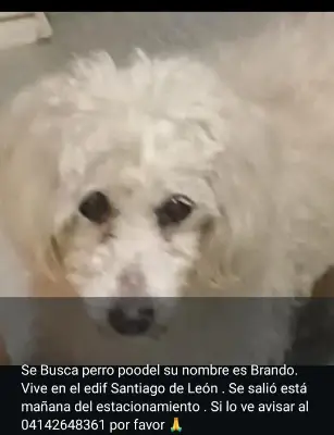 Brando