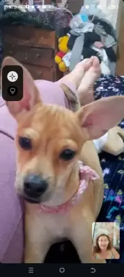 Perro perdido