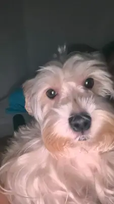 Lía