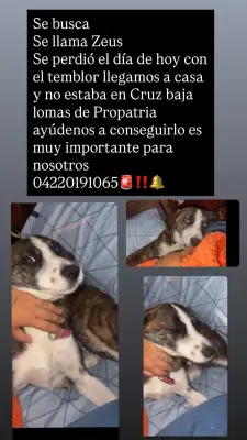 Blanco por abajo y café y negro por arriba