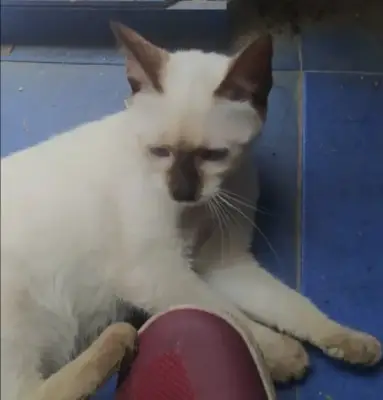Panchita
