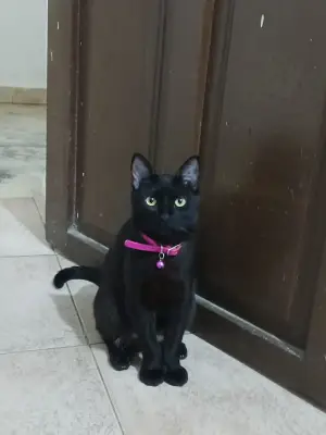 Caraota