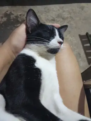 Mía