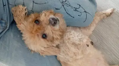 Patty