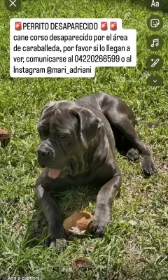Perro perdido