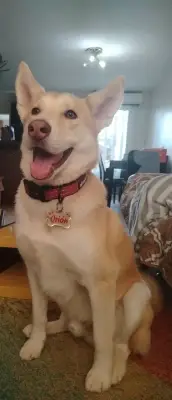 Orion