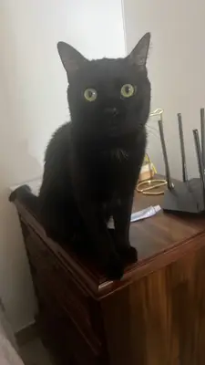 Pepper, reunida con su familia — foto 4