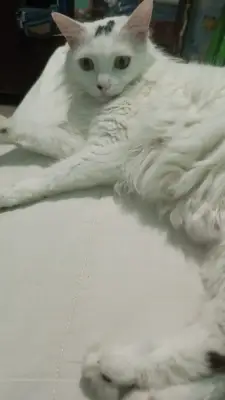 Luna es una gata blanca con manchas negras pequeñas