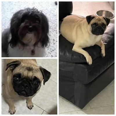 Kira isis y dakota