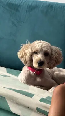 Estrellita — foto 2