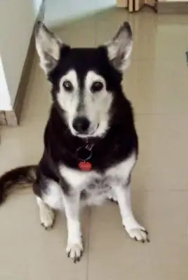 Sascha