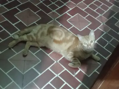 Asrael, Catire