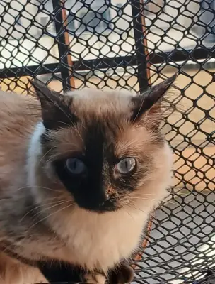 Rubi
