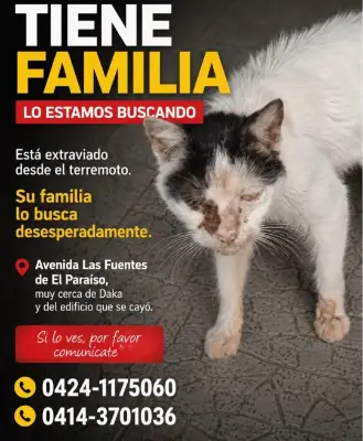 Gato perdido
