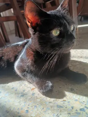 oreo