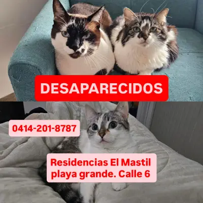 Mokka, mina y lía