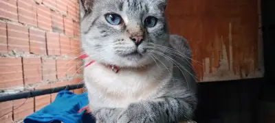 Piti