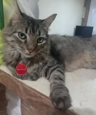 Maxi
