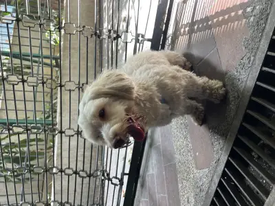 Perro perdido