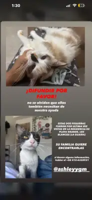 Duquesa y Jade