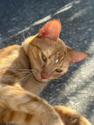 Tita