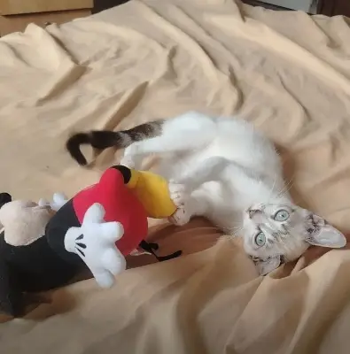 Luna — foto 2