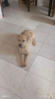 Loki