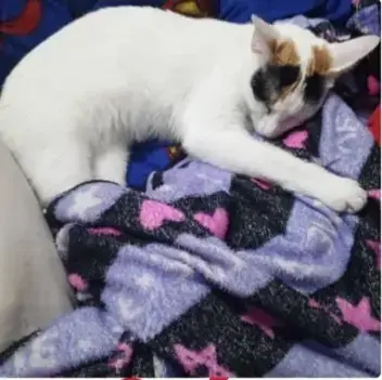 Kitty