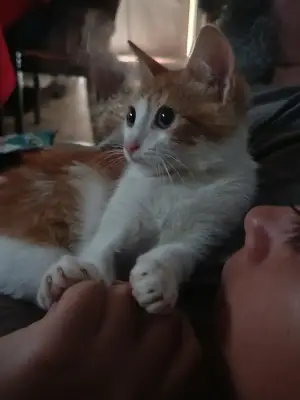 Percy