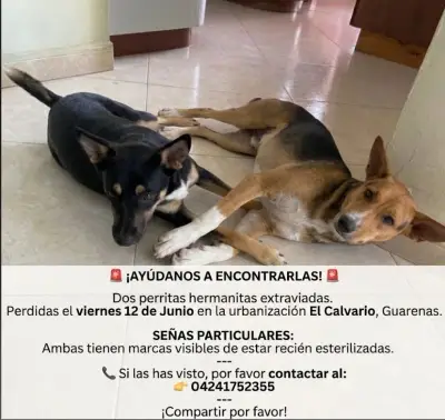 Dos Perritas Hermanas