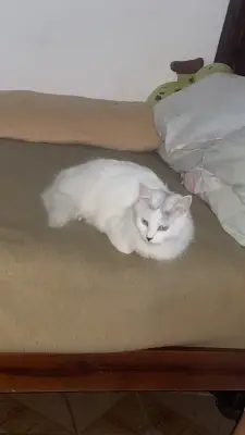 Blanca
