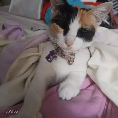 Mimi