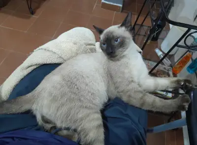 Niño