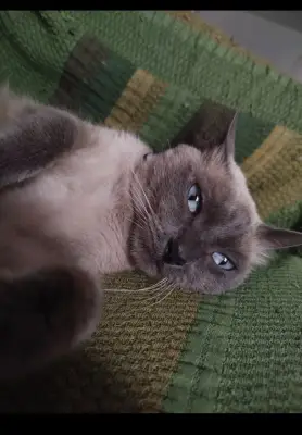 Mau