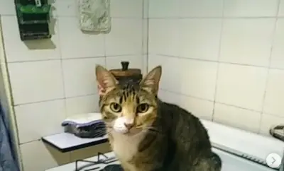 Mota