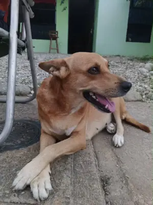 Lucero