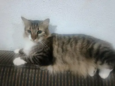 Pancho — foto 2