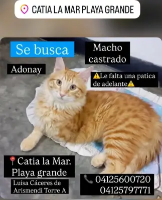Adonay