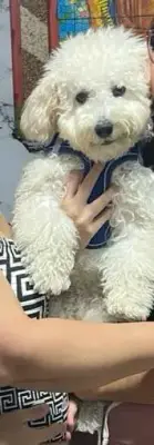 Tobby