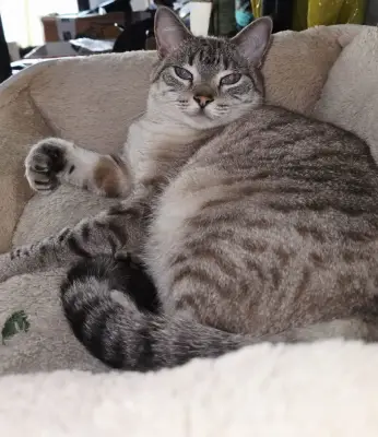 Tita