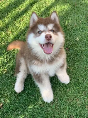 Bobby