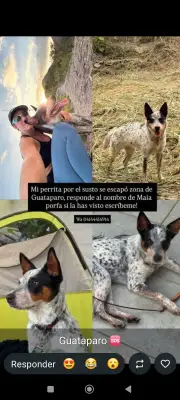 Maia