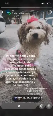 honey