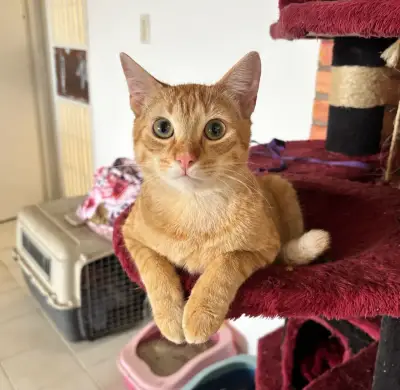 Pecas - garfield