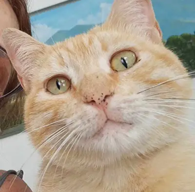 Gato perdido